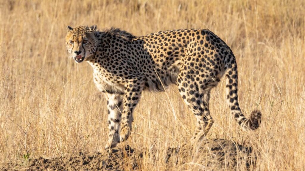 kenia