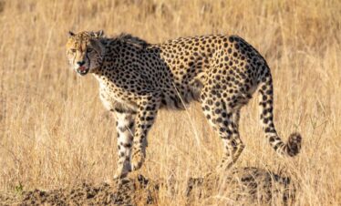 kenia