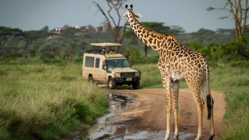 tanzania safari
