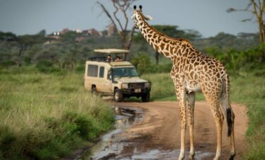 tanzania safari