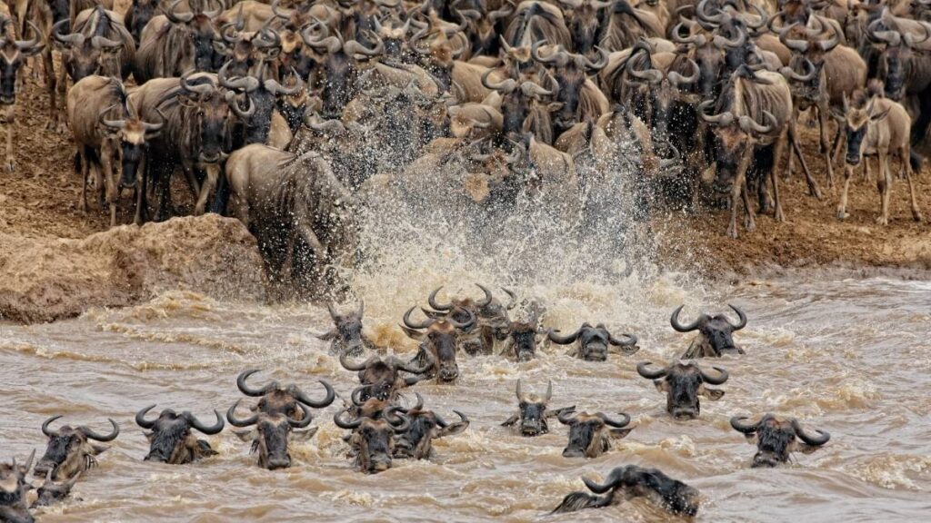 gran migración tanzania serengueti
