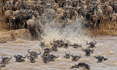 gran migración tanzania serengueti