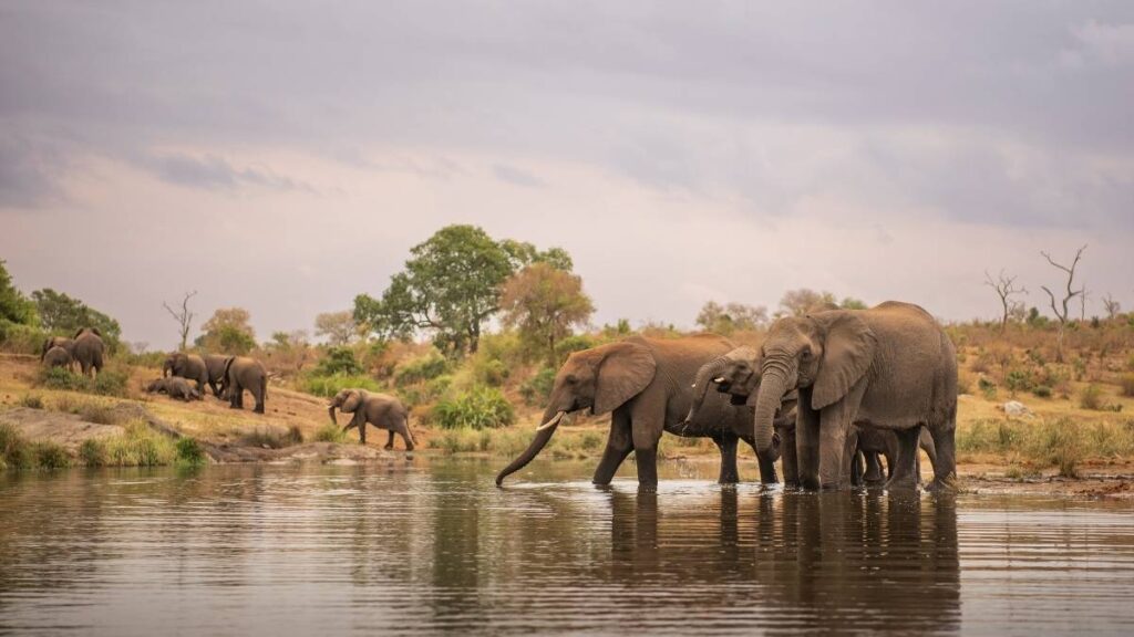 safari tanzania elefante