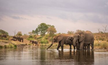 safari tanzania elefante