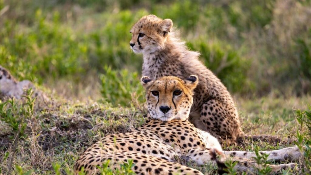 tanzania safari