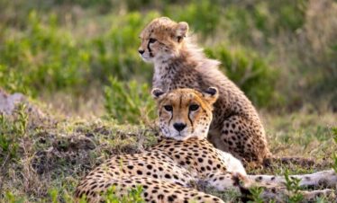 tanzania safari