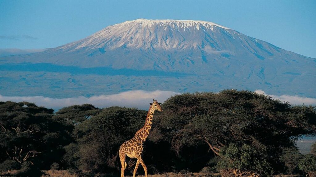 jirafa kilimanjaro