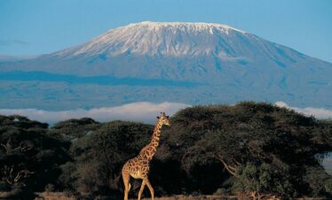 jirafa kilimanjaro