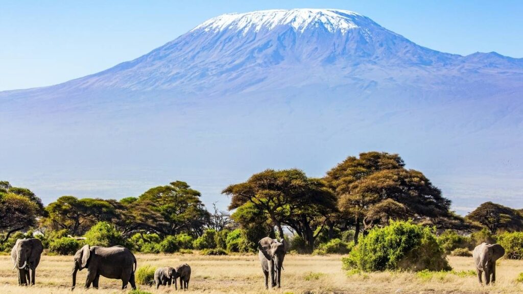 kilimanjaro