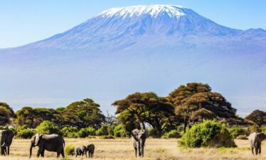 kilimanjaro