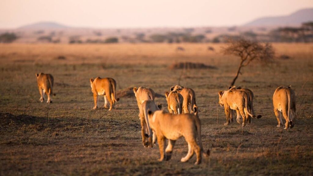 leonas tanzania safari