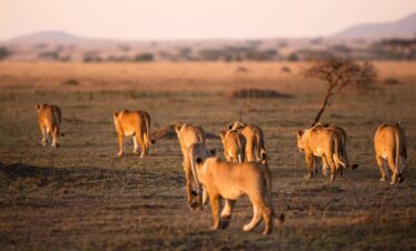leonas tanzania safari