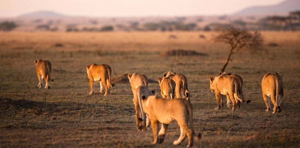leonas tanzania safari
