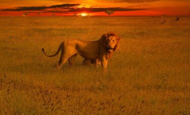safari tanzania leon