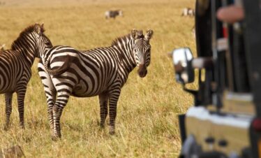 zebra safari kenia