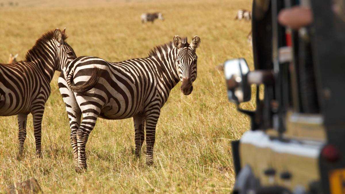 zebra safari kenia