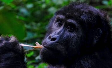gorila uganda