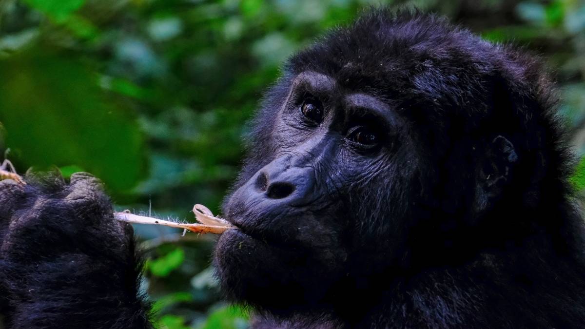 gorila uganda