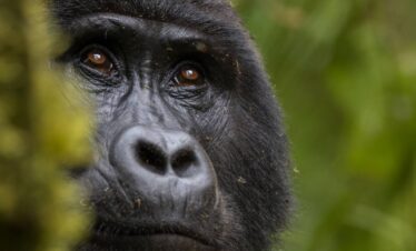 gorila uganda
