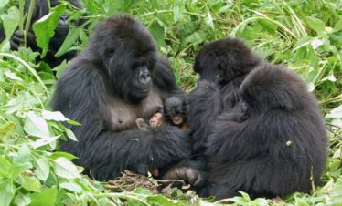 gorila uganda