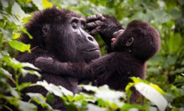 gorila uganda