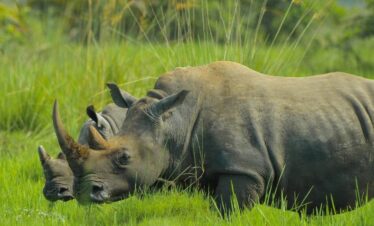 kenia